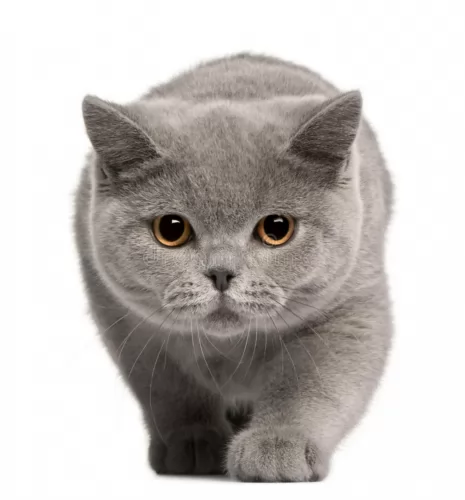 british shorthair kitten - description