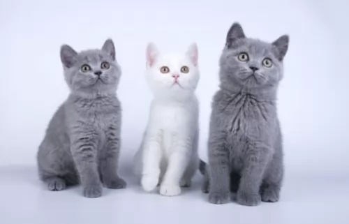 british shorthair kittens - health problems