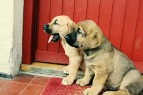 broholmer puppies - health problems