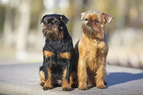 brussels griffon dogs - caring