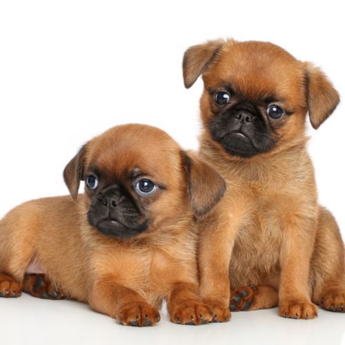 brussels griffon puppies