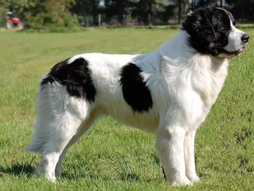 bulgarian shepherd dog - characteristics