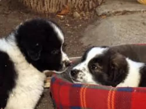 bulgarian shepherd puppies - health problems