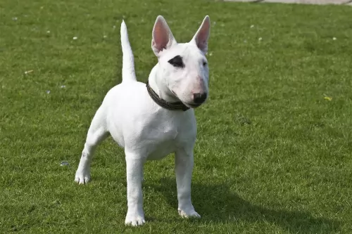 bull terrier miniature dog - characteristics