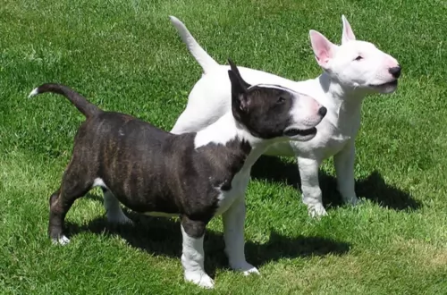 bull terrier miniature dogs - caring