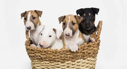 bull terrier miniature puppies - health problems