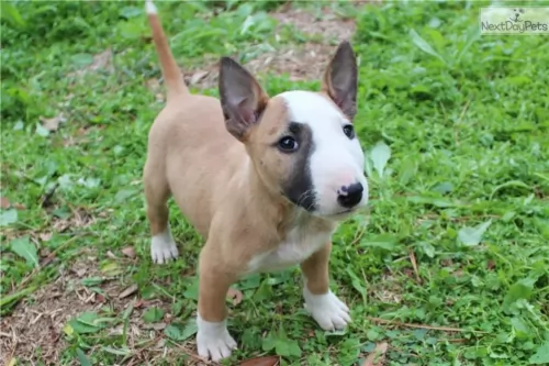 bull terrier miniature puppy - description