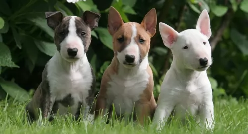bull terrier puppies - health problems