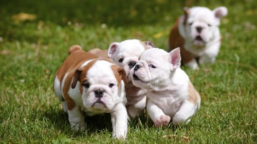english bulldog puppies
