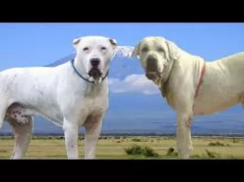 bully kutta dogs - caring
