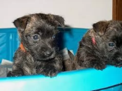 cairland terrier puppies - health problems