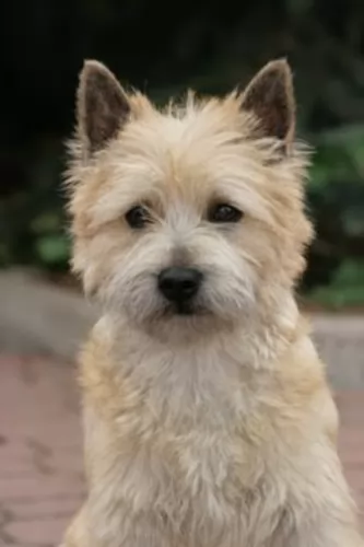cairn terrier - history