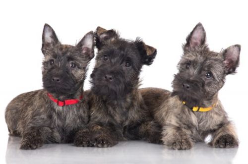 cairn terrier dogs