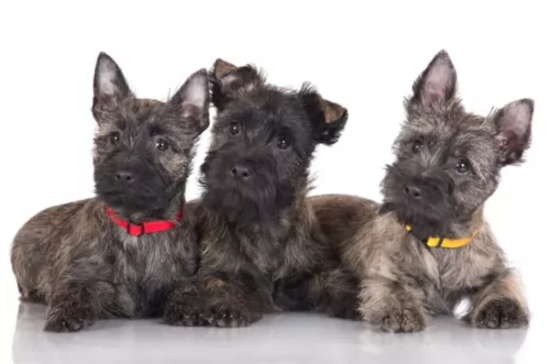 cairn terrier dogs - caring