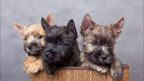 cairn terrier puppies - health problems