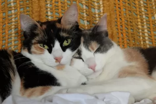 calico cats - caring