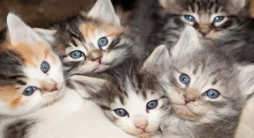 calico kittens - health problems