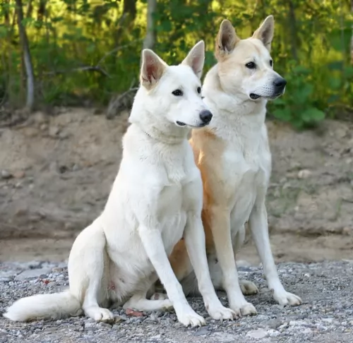 canaan dog dogs - caring