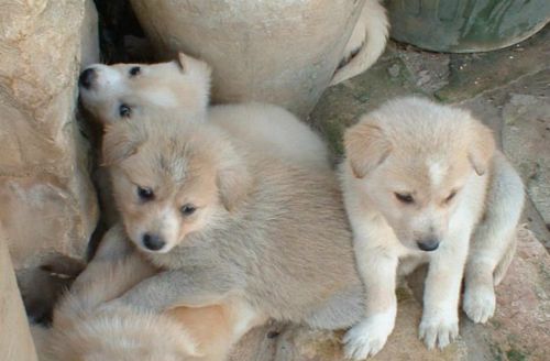 canaan dog puppies
