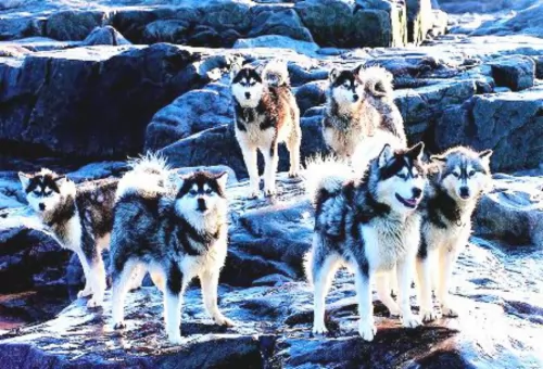 canadian eskimo dog dogs - caring