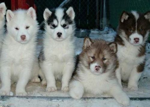 canadian eskimo dog puppies