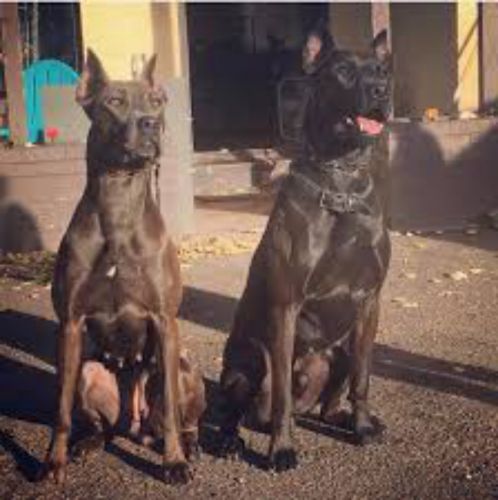 canis panther dogs