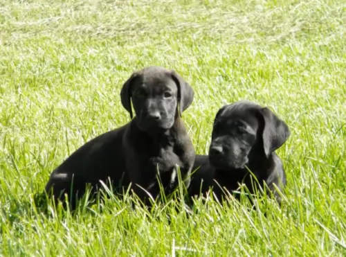 canis panther puppies - health problems