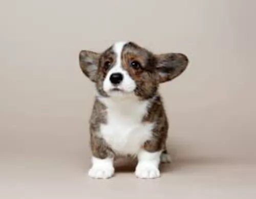 cardigan welsh corgi puppy - description