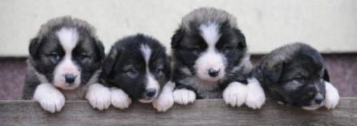 carpatin puppies
