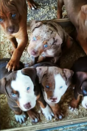 catahoula bulldog puppies - health problems