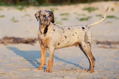 catahoula cur - history