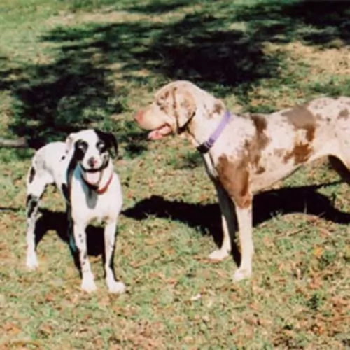 catahoula cur dogs - caring