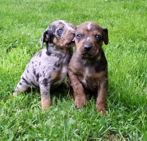 catahoula cur puppies - health problems