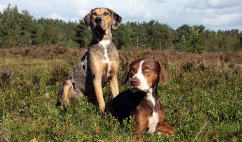 catahoula leopard dogs