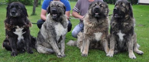 caucasian shepherd dogs