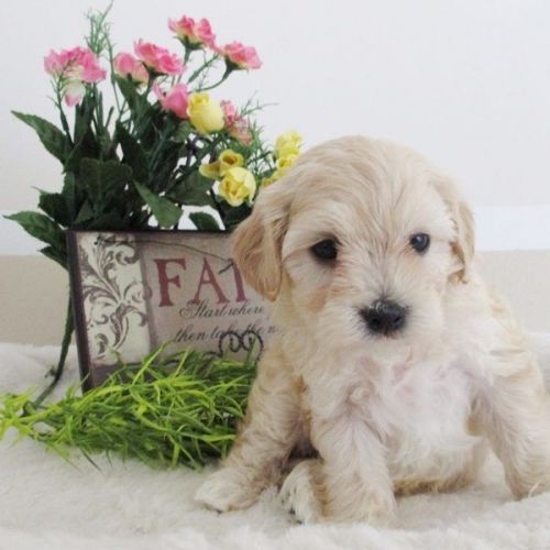 Cavapoo Puppies For Sale | Olympia, WA #202488 | Petzlover