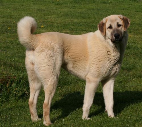 central anatolian shepherd dog