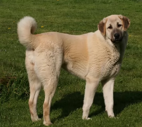 central anatolian shepherd dog - characteristics