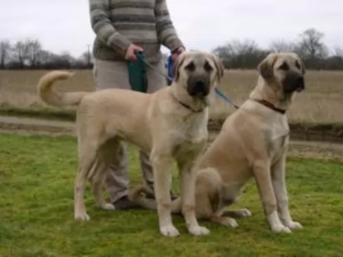 central anatolian shepherd dogs - caring