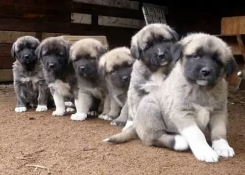 central anatolian shepherd puppies - health problems