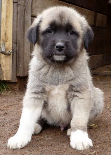 central anatolian shepherd puppy