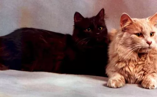 chantilly tiffany cats - caring