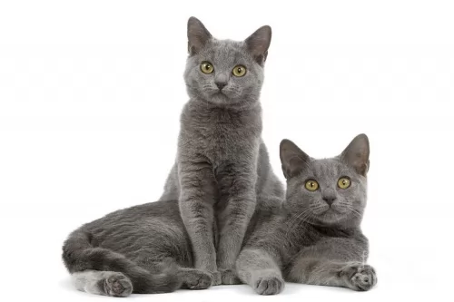 chartreux cats - caring