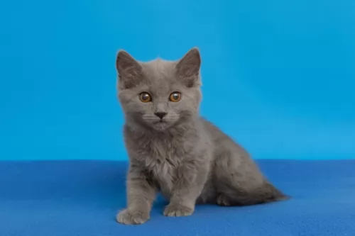 chartreux kitten - description