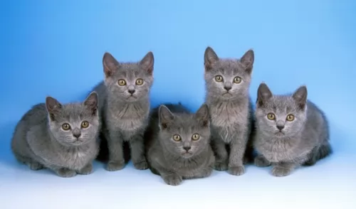 chartreux kittens - health problems
