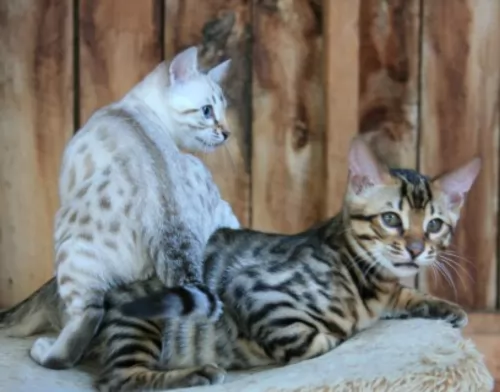 cheetoh cats - caring