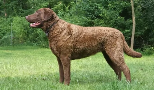 chesapeake bay retriever dog - characteristics