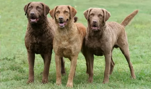 chesapeake bay retriever dogs - caring
