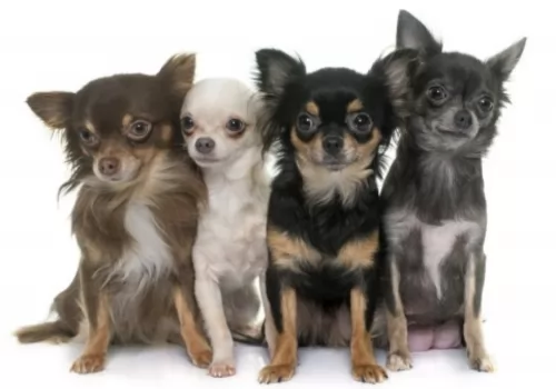 chihuahua dogs - caring