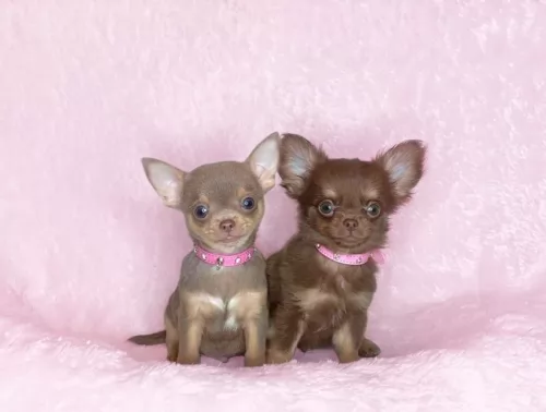chihuahua puppies - health problems